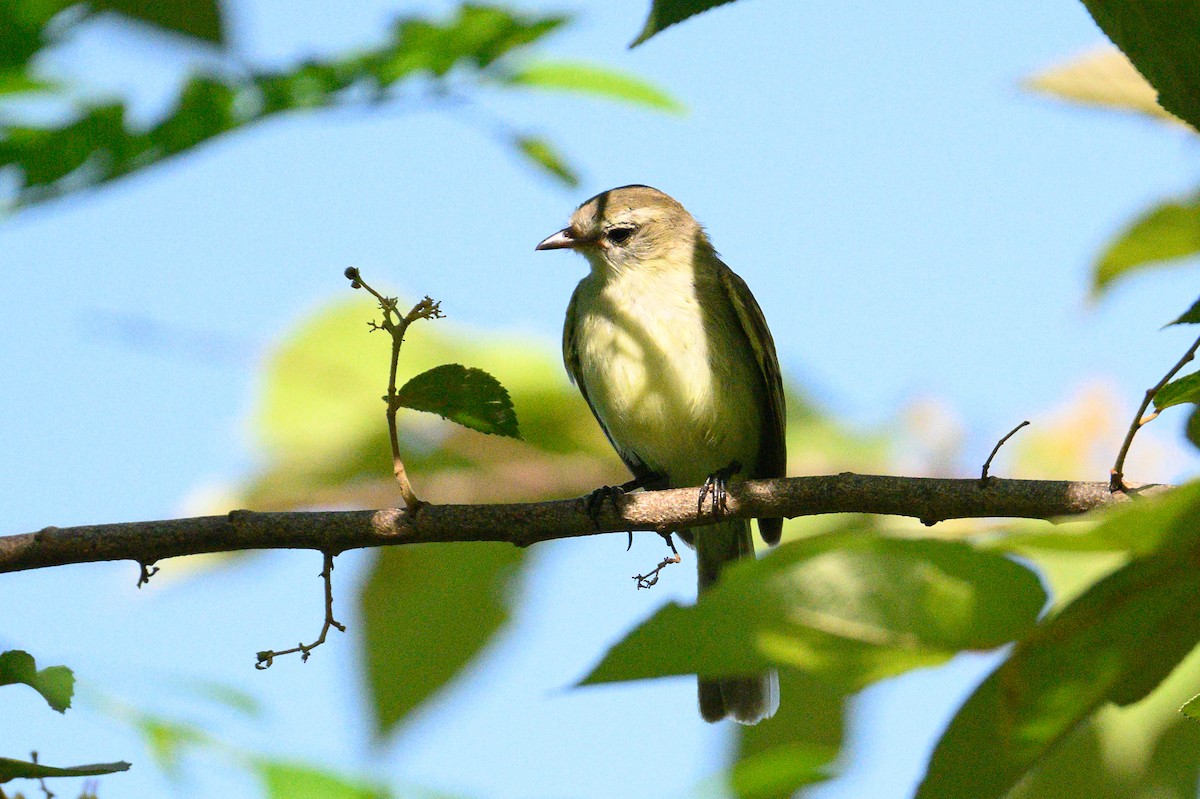 Northern Mouse-colored Tyrannulet - ML620229047