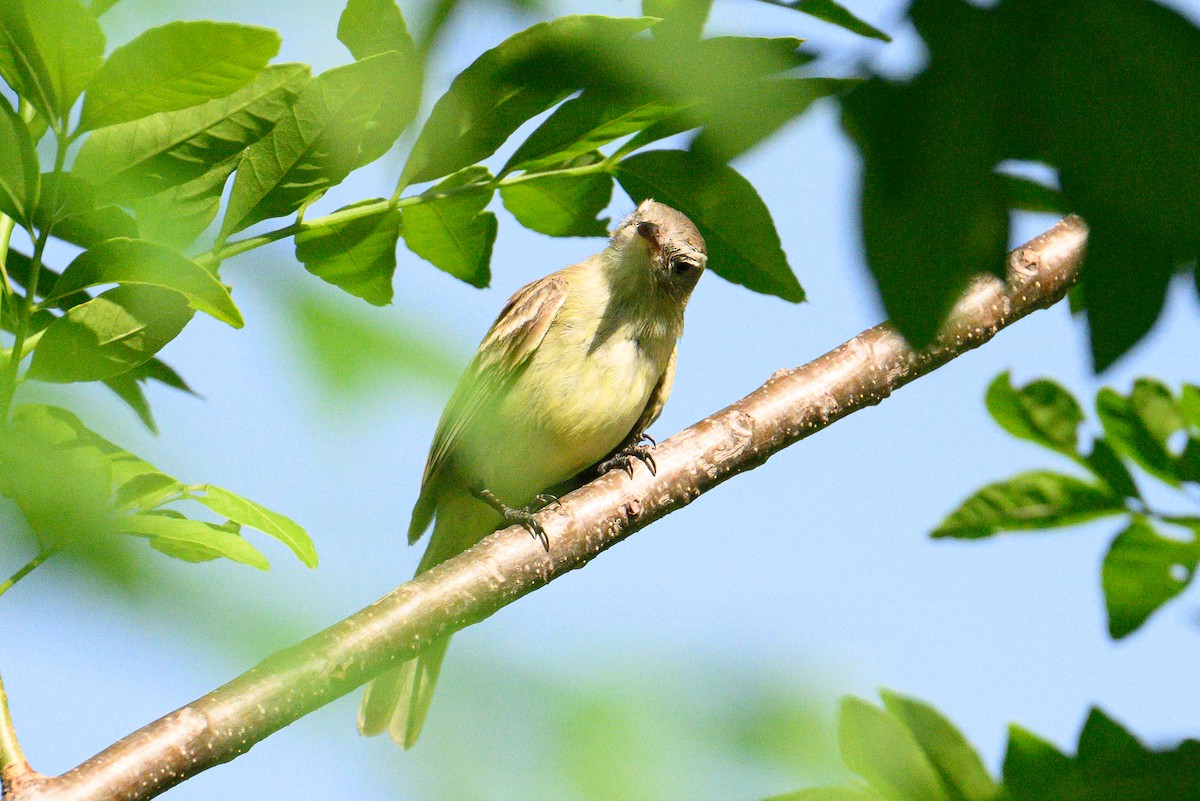 Northern Mouse-colored Tyrannulet - ML620229048