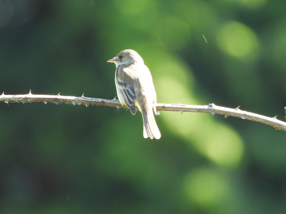 Willow Flycatcher - ML620229051