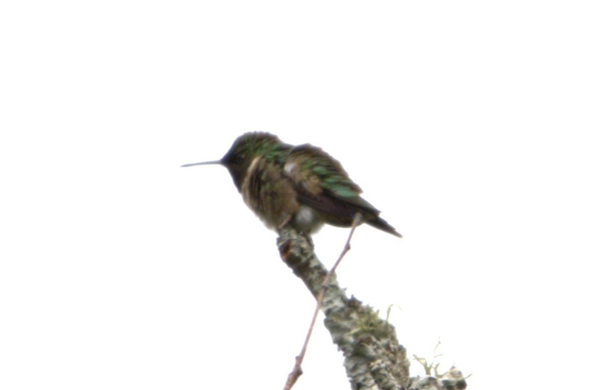 Colibri à gorge rubis - ML620229052