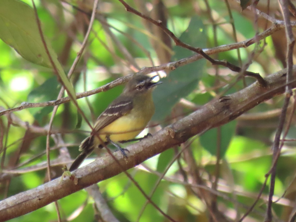 Pale-tipped Tyrannulet - ML620229079