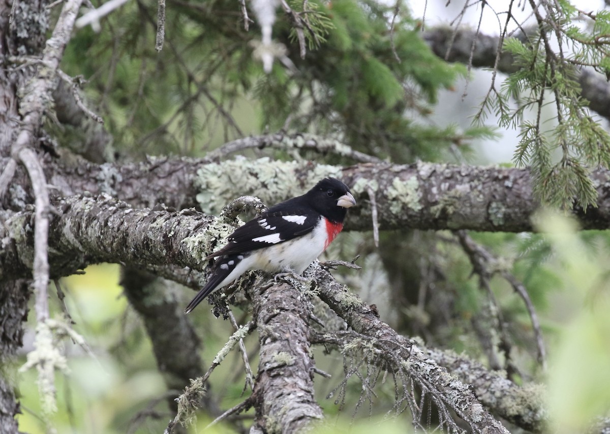 Rose-breasted Grosbeak - ML620229081