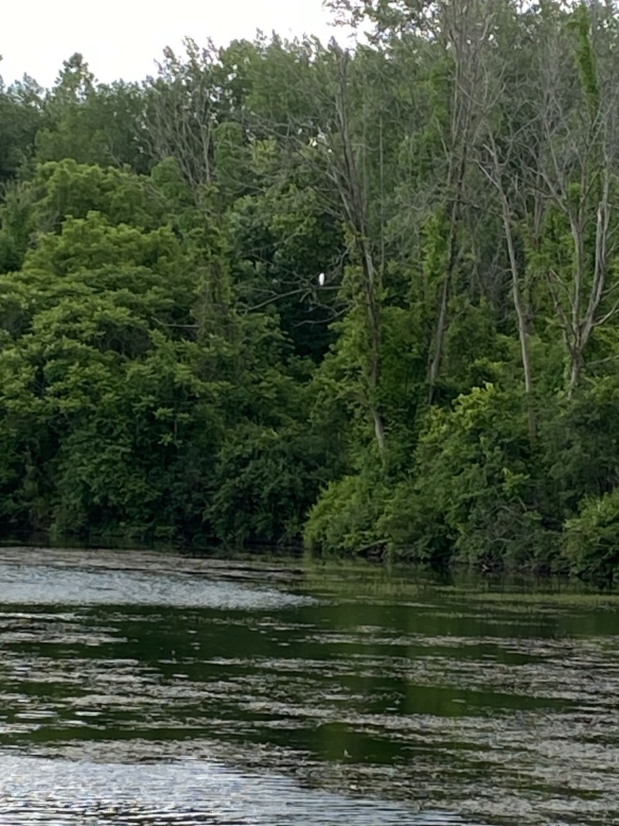 Great Egret - ML620229087