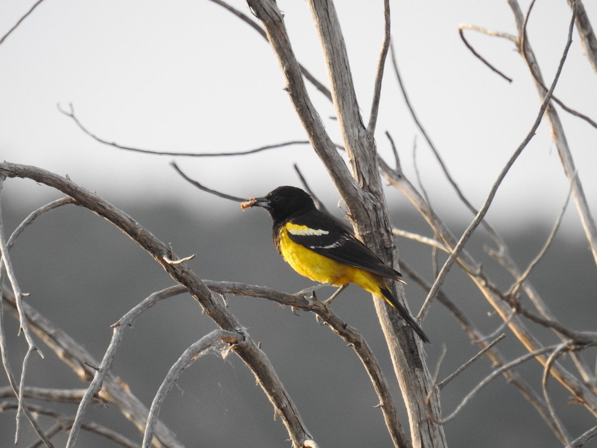 Oriole jaune-verdâtre - ML620229088