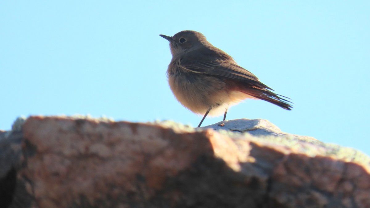 Sickle-winged Chat - ML620229092