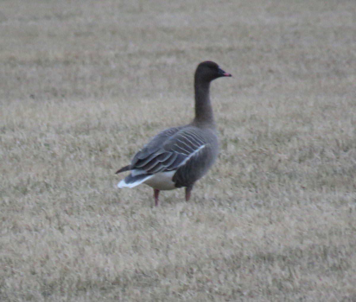 Pink-footed Goose - ML620229093