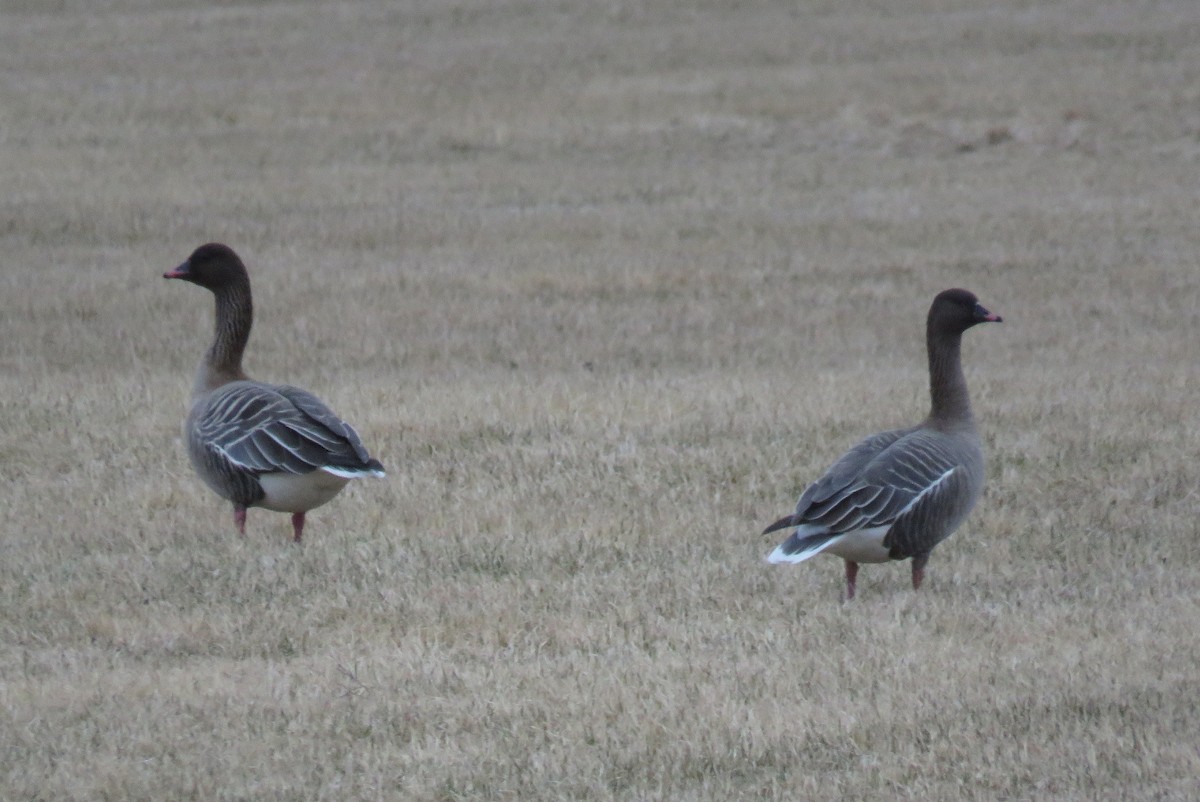 Pink-footed Goose - ML620229094