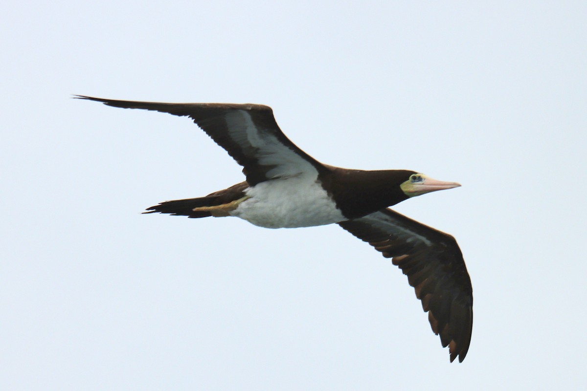 Brown Booby - ML620229095