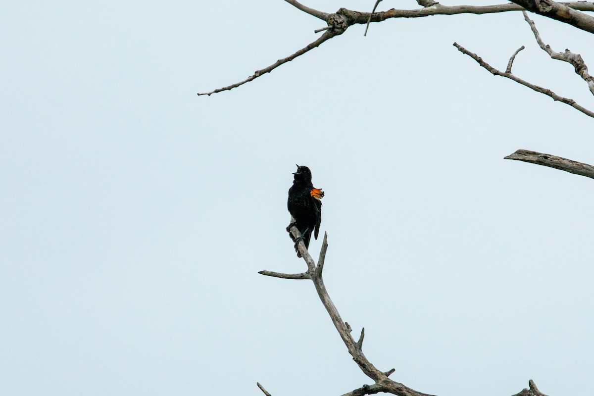 Red-winged Blackbird - ML620229102