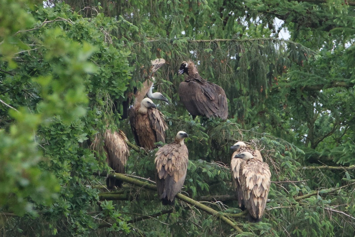 Cinereous Vulture - ML620229128