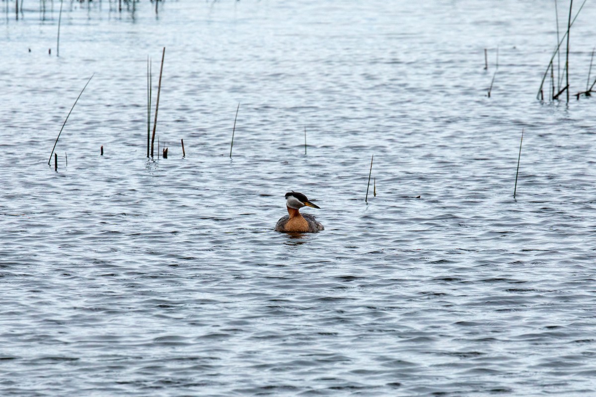 Red-necked Grebe - ML620229130