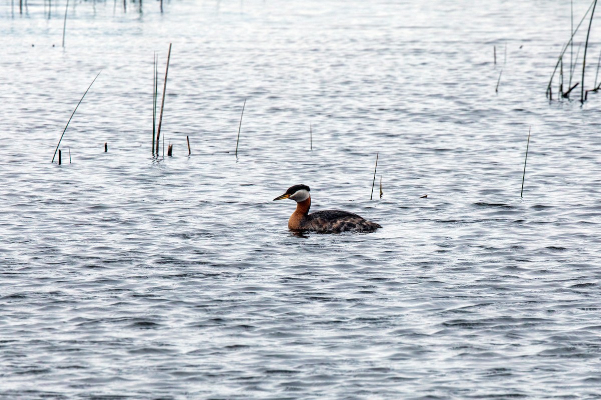 Red-necked Grebe - ML620229131