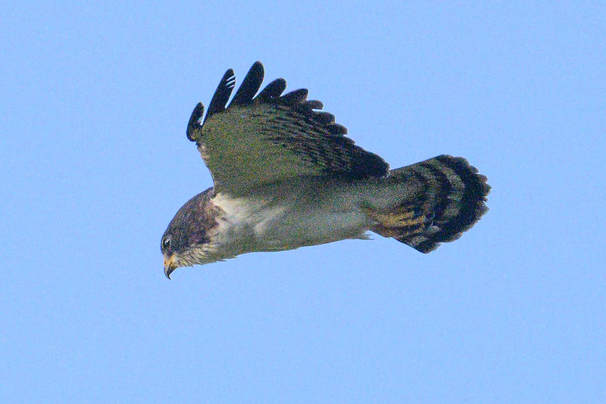 Short-tailed Hawk - ML620229132