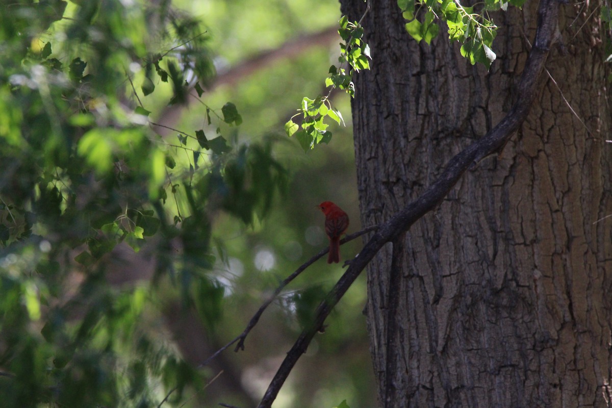 Summer Tanager - ML620229151