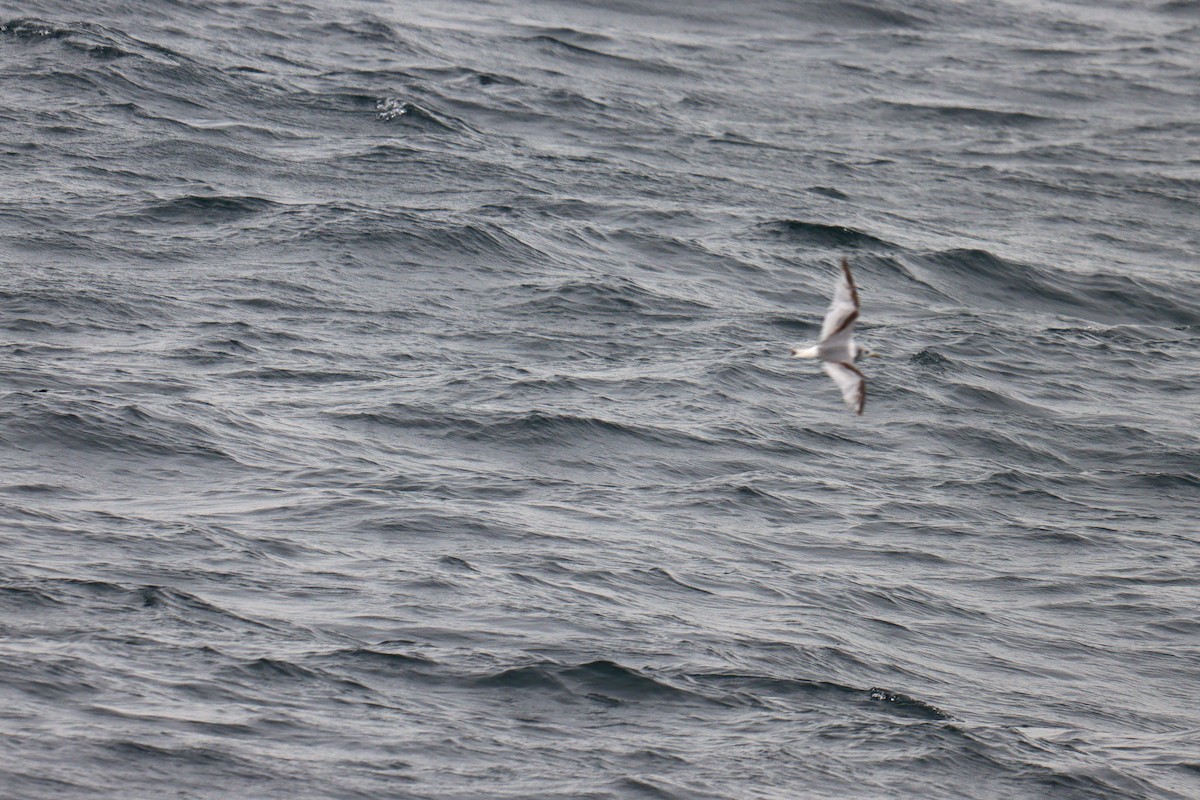 Black-legged Kittiwake - ML620229152