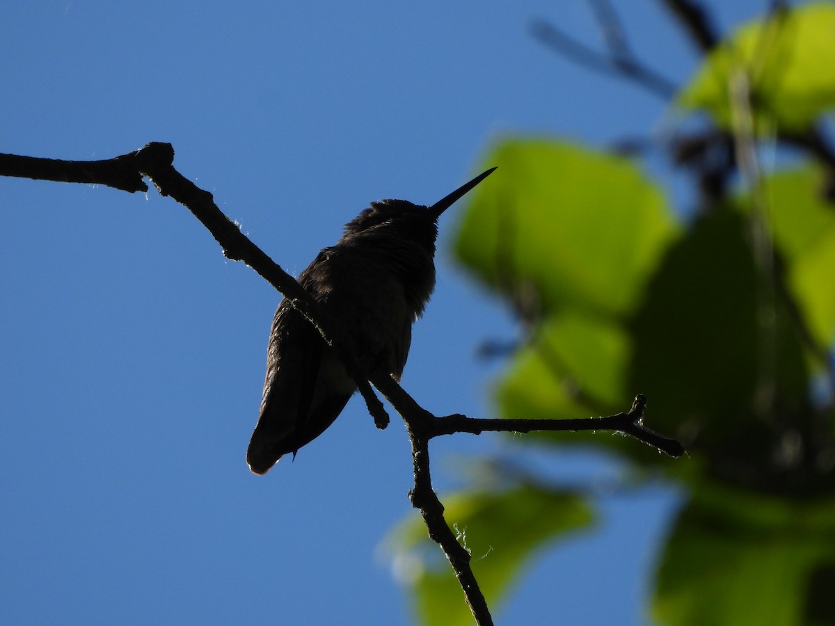 Anna's Hummingbird - ML620229154