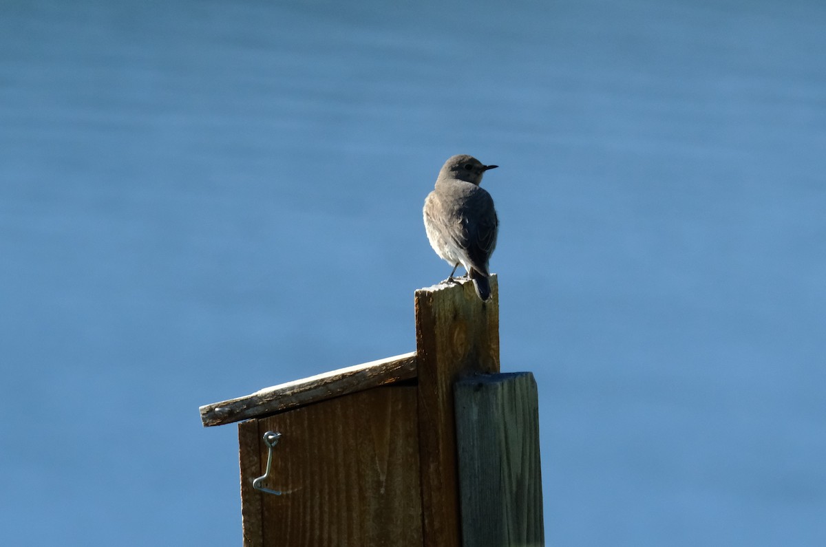 Mountain Bluebird - ML620229155