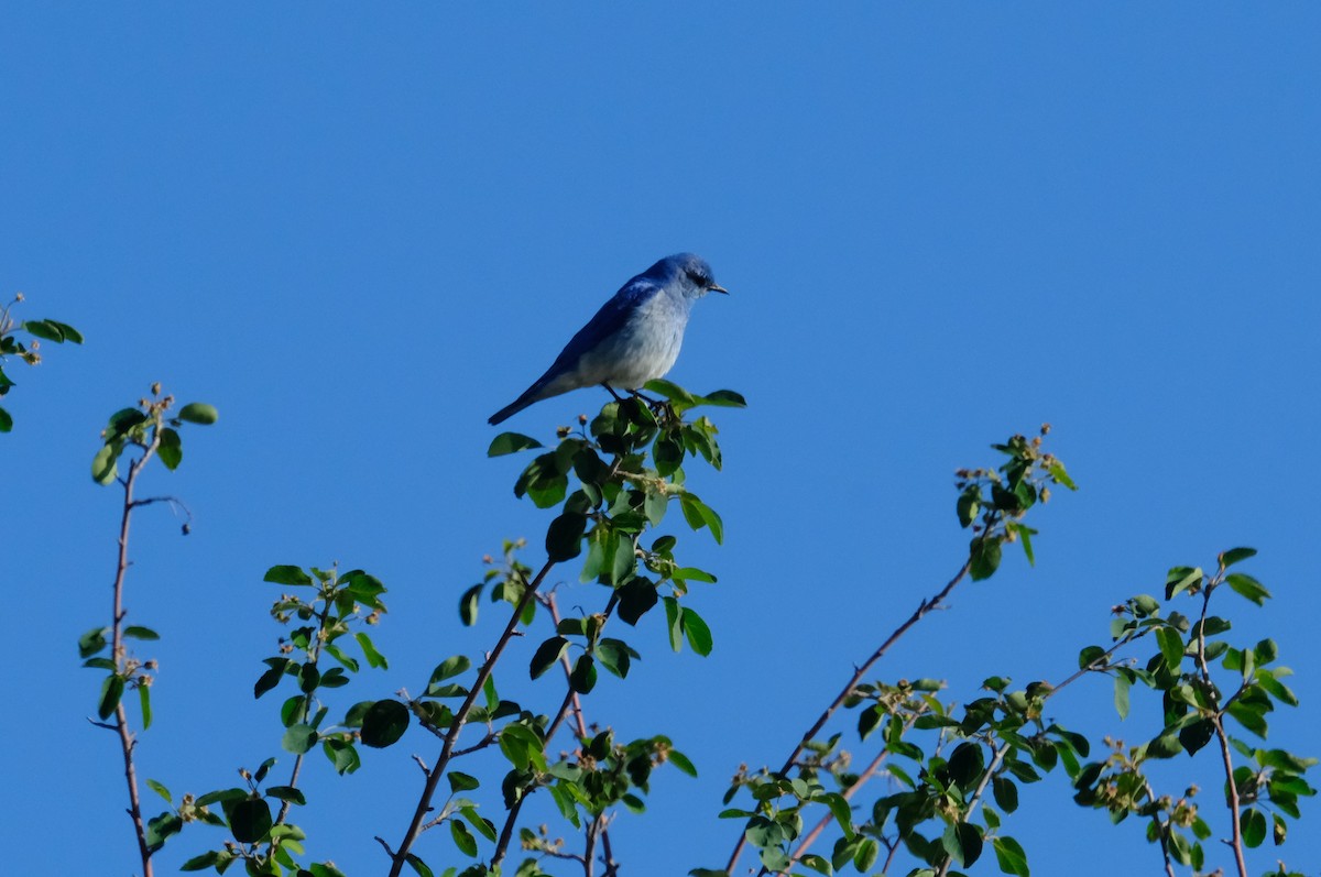 Mountain Bluebird - Klaus Bielefeldt