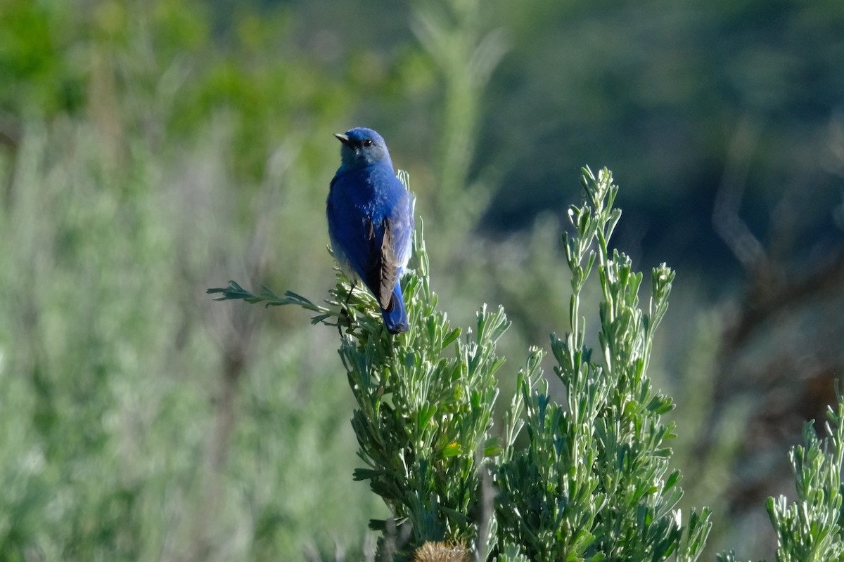 Mountain Bluebird - ML620229157