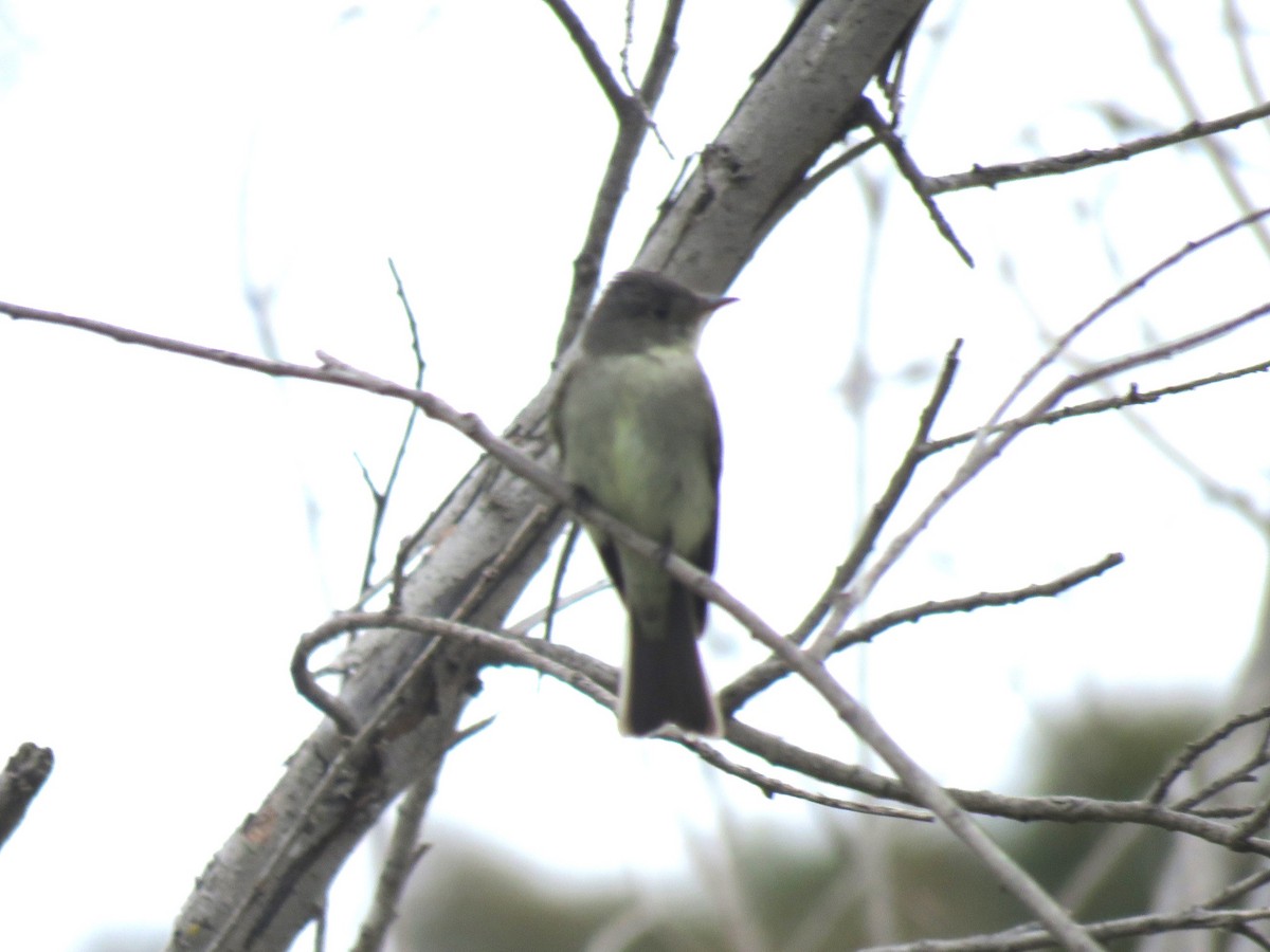 Eastern Wood-Pewee - ML620229164