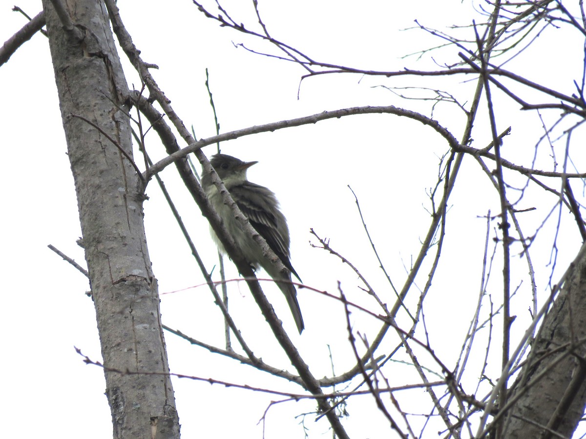 Eastern Wood-Pewee - ML620229165