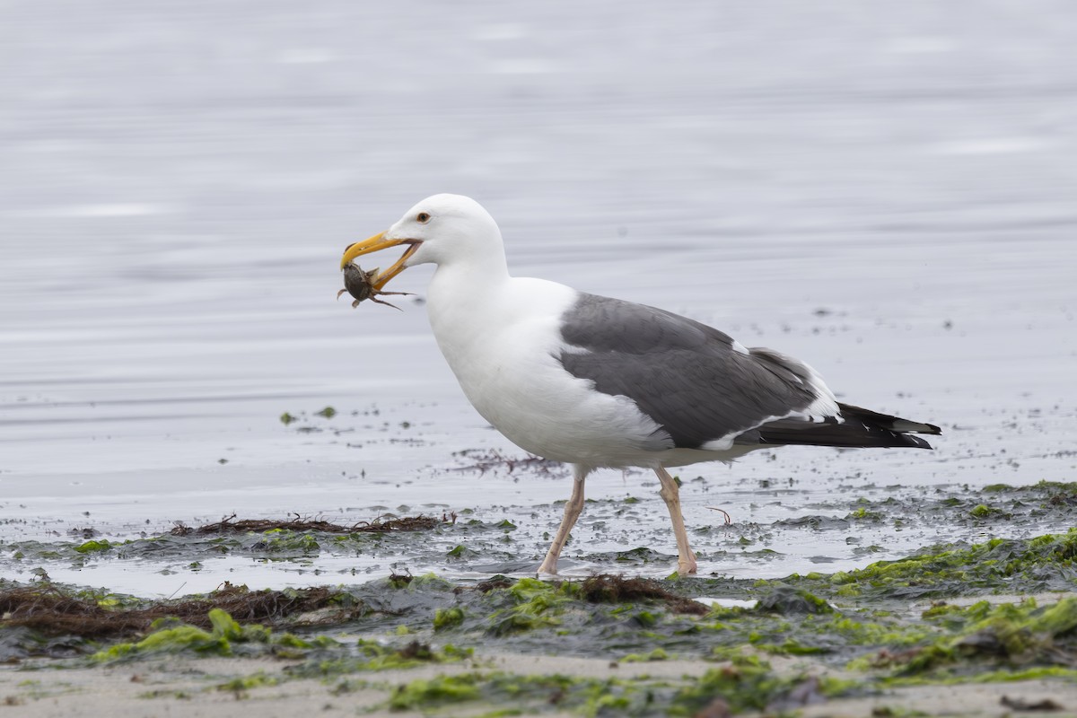 Gaviota Occidental - ML620229178