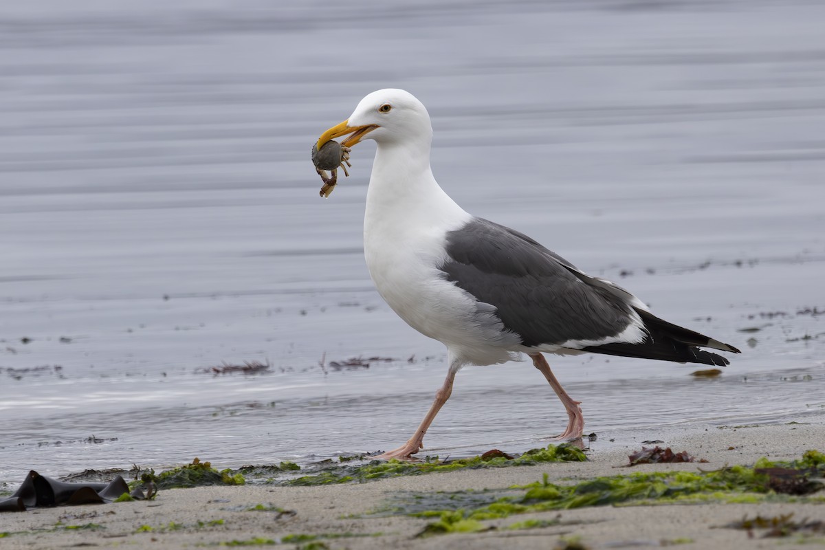 Western Gull - ML620229181