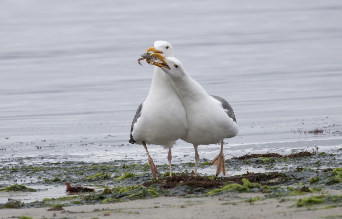 Western Gull - ML620229182