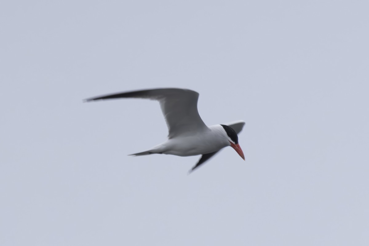 Caspian Tern - ML620229189