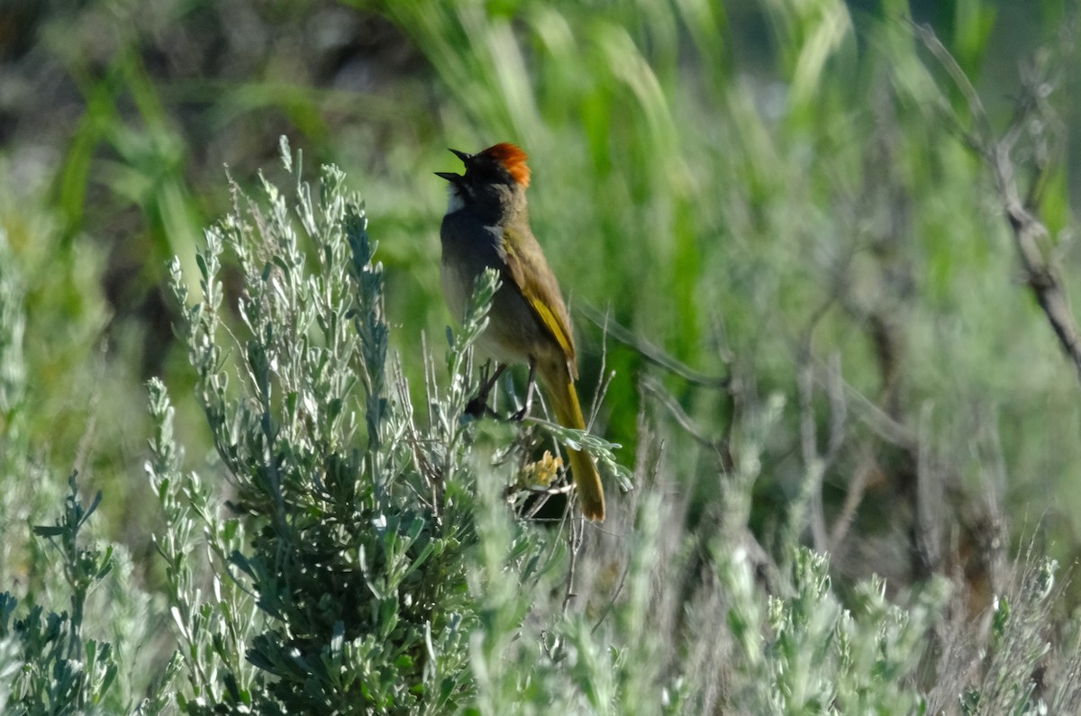 Green-tailed Towhee - ML620229190