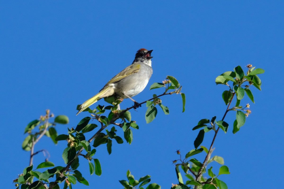 Green-tailed Towhee - ML620229191