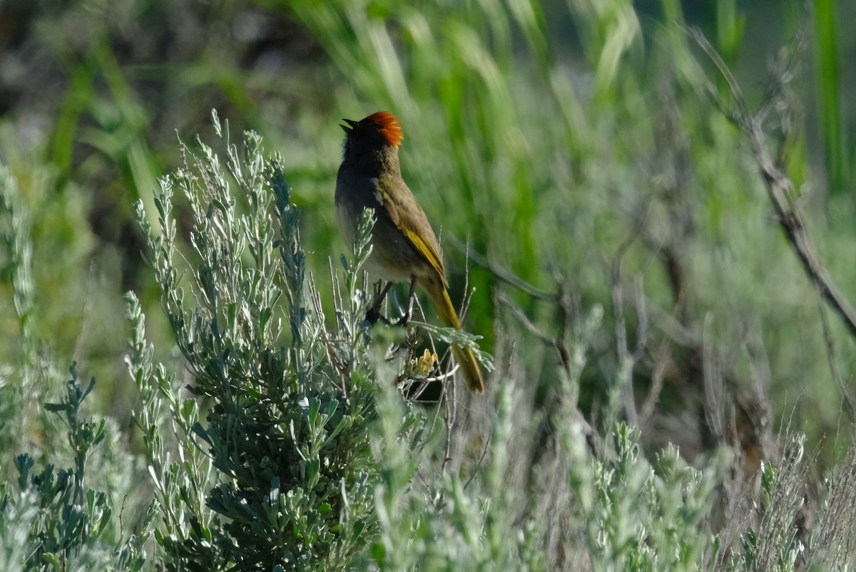 Green-tailed Towhee - ML620229192