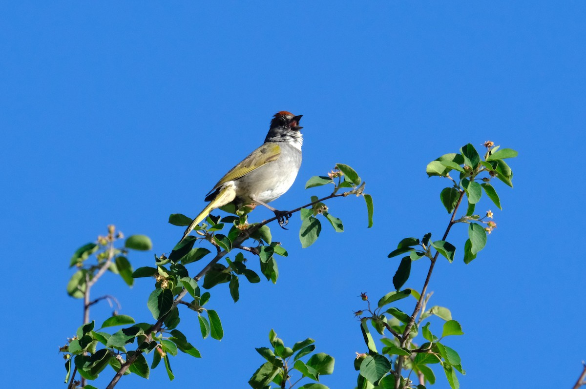 Green-tailed Towhee - ML620229194