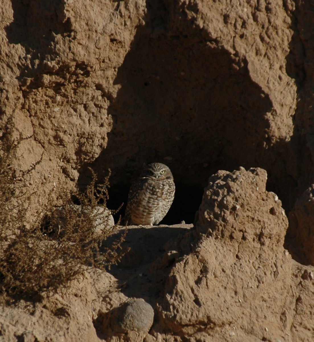 Burrowing Owl - ML620229201