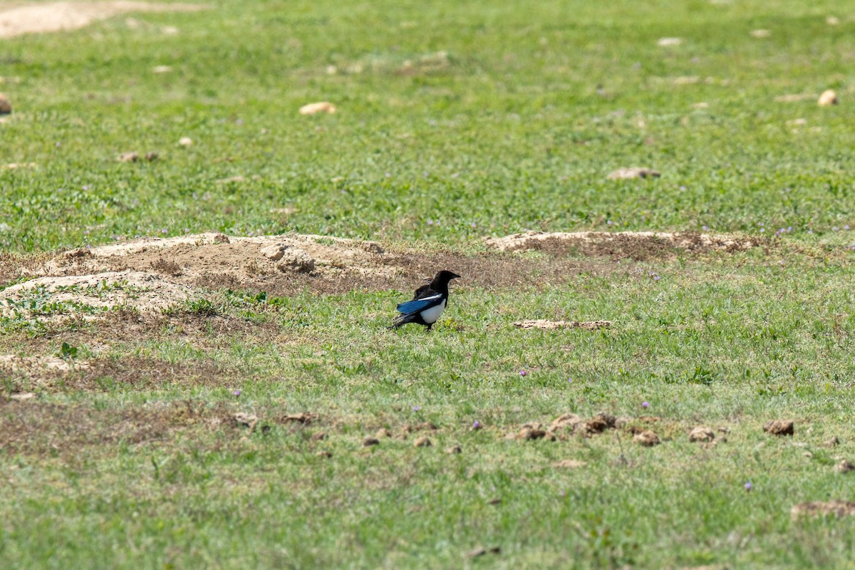 Black-billed Magpie - ML620229202