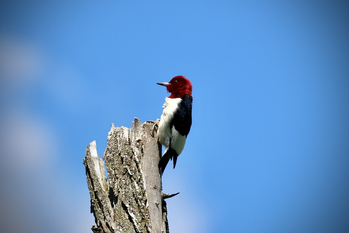 Pic à tête rouge - ML620229205