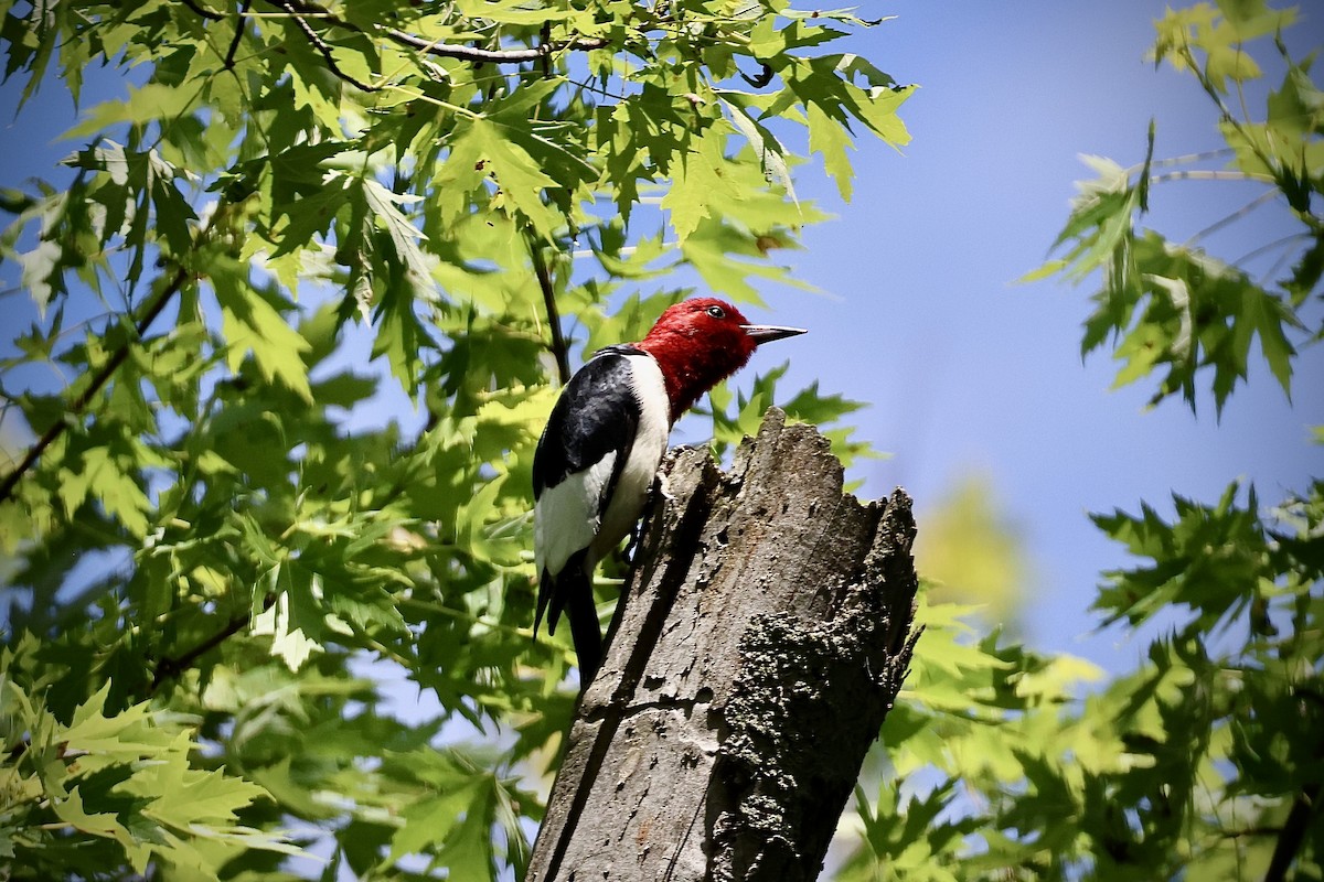 Pic à tête rouge - ML620229206