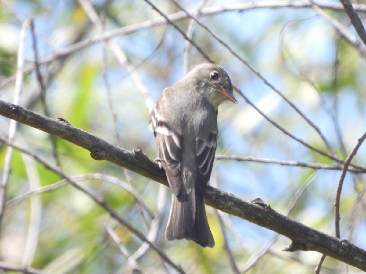 Eastern Wood-Pewee - ML620229209