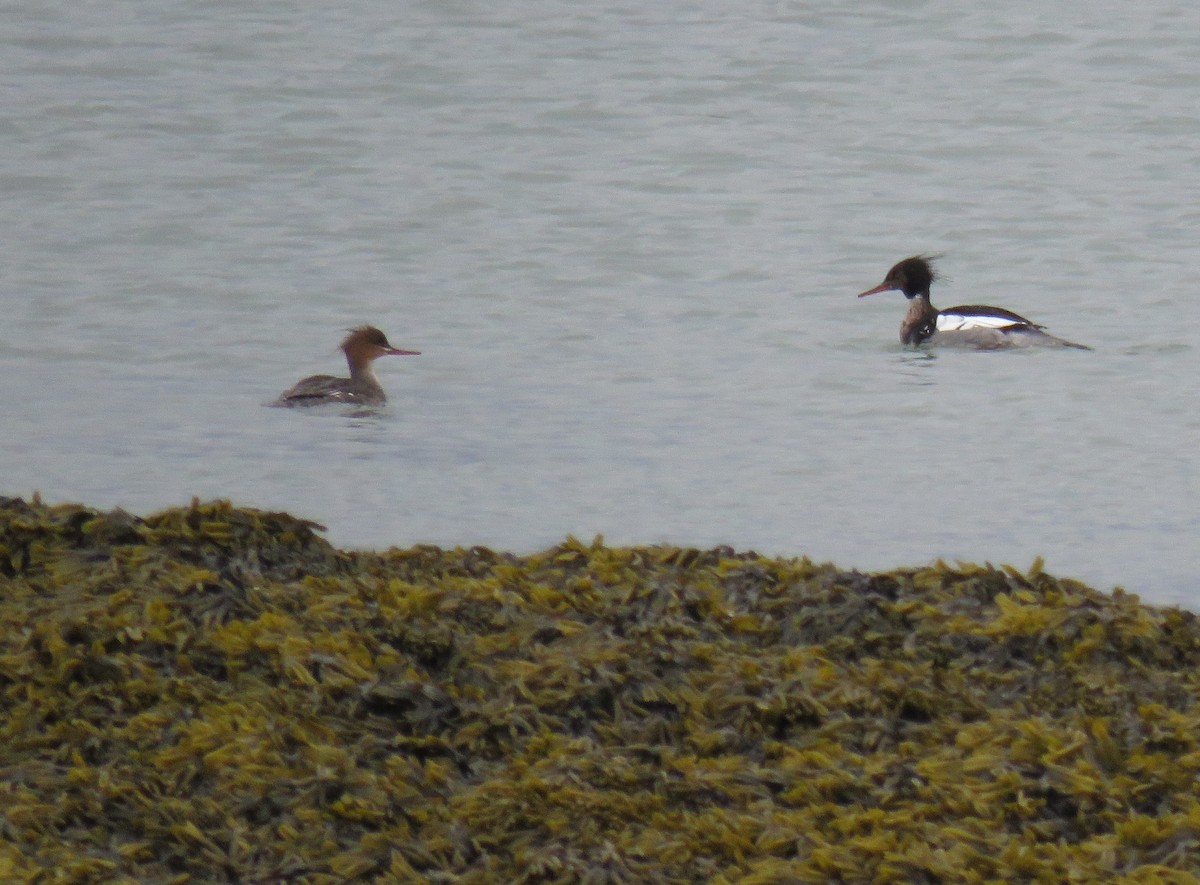 Red-breasted Merganser - ML620229210