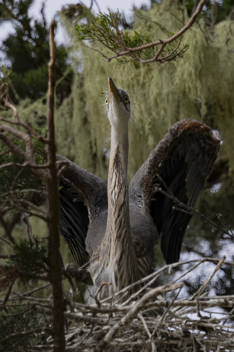 Great Blue Heron - ML620229219