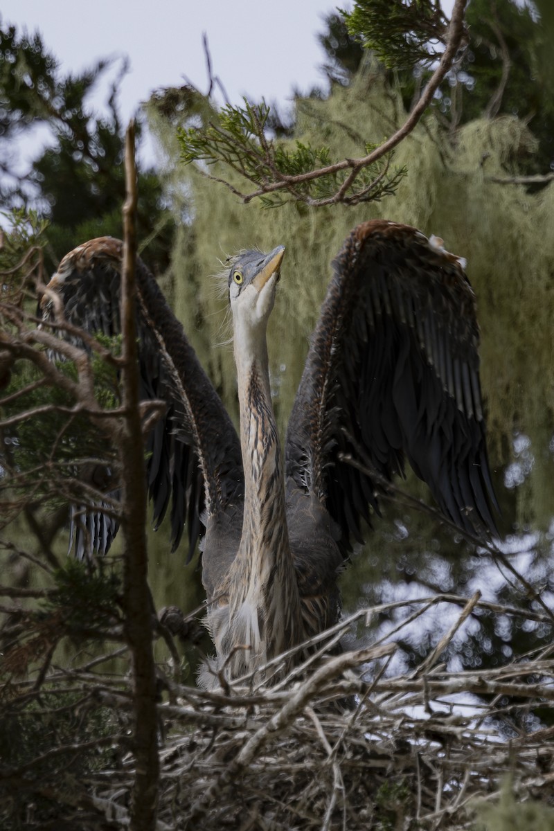 Garza Azulada - ML620229220