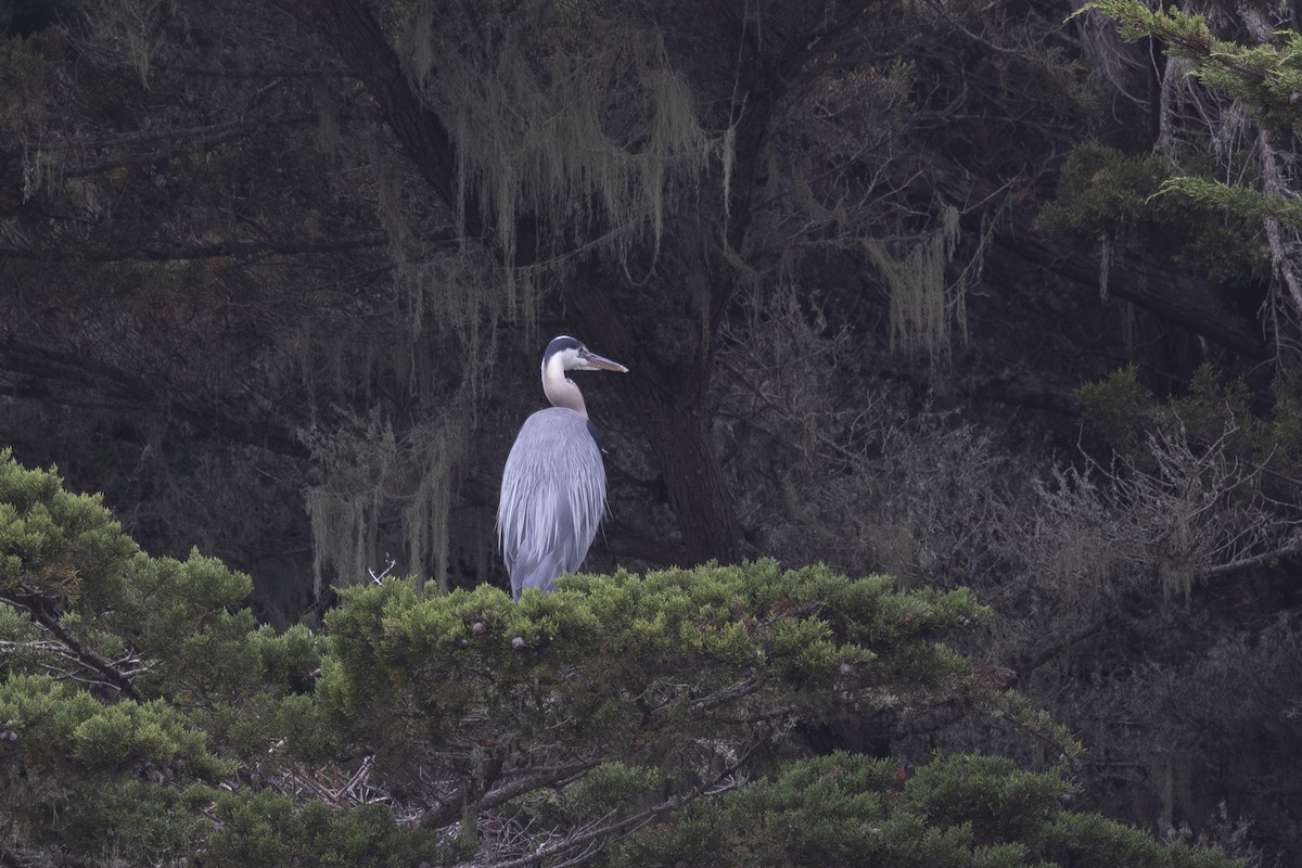 Great Blue Heron - ML620229221