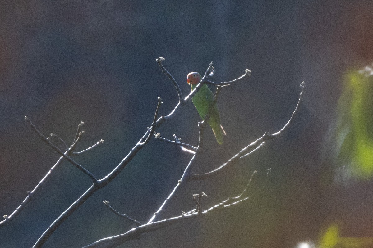 Red-cheeked Parrot - ML620229227