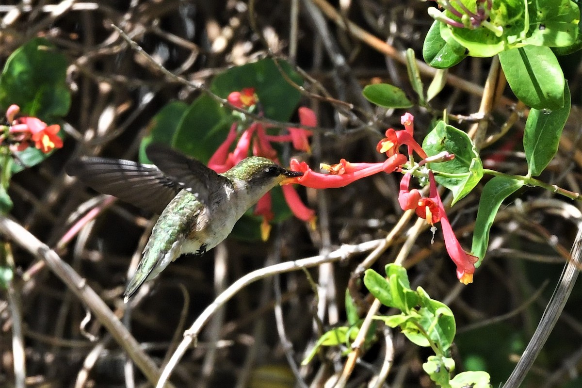 Ruby-throated Hummingbird - ML620229229