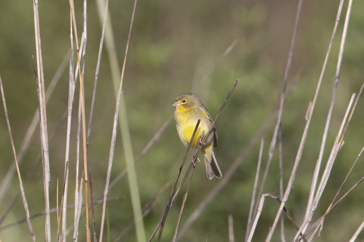 Grassland Yellow-Finch - ML620229238