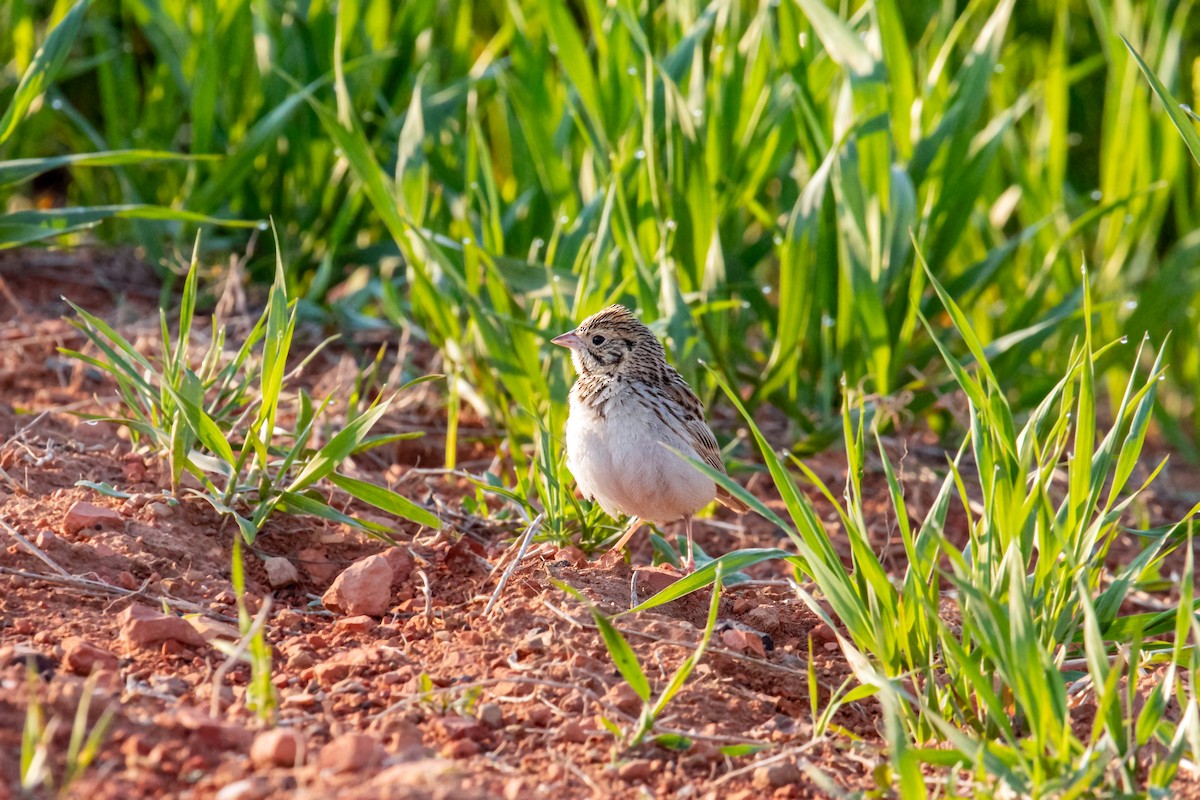 Baird's Sparrow - ML620229243