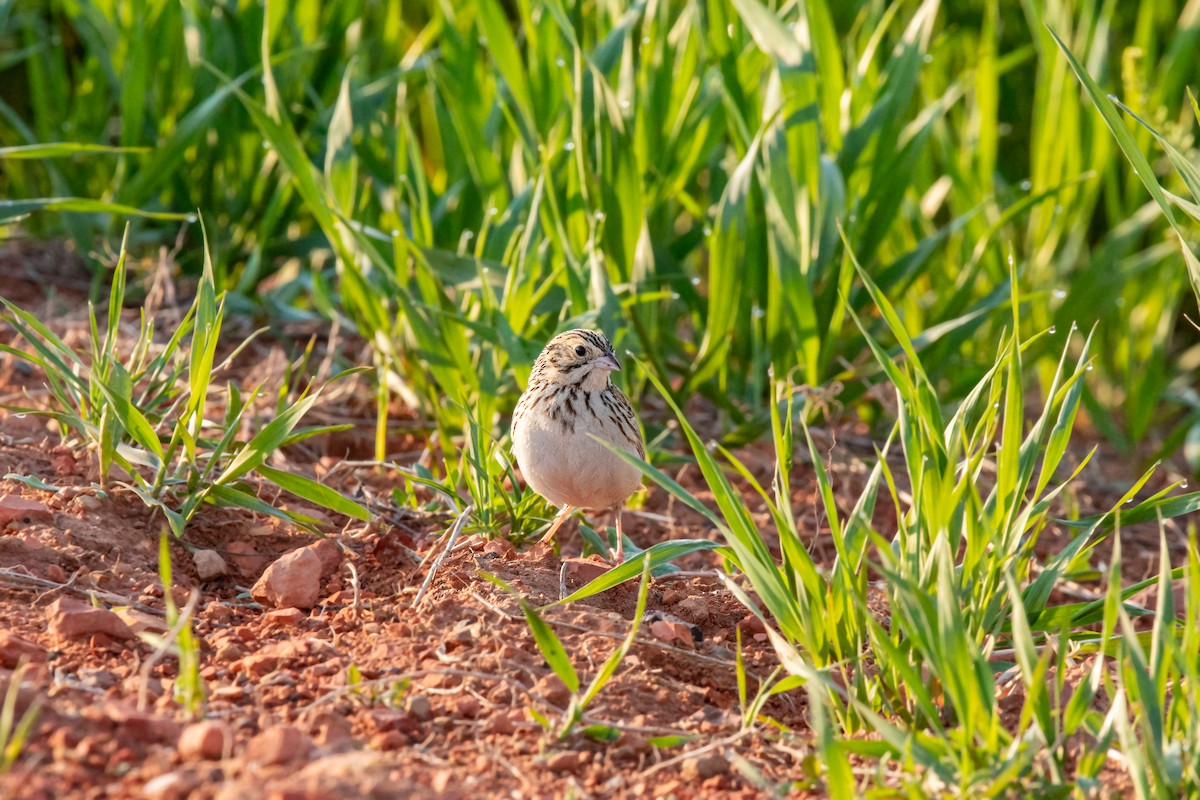 Baird's Sparrow - ML620229244