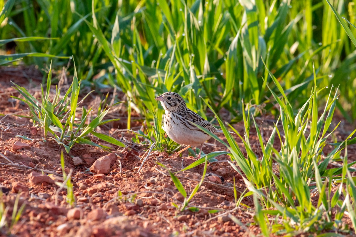 Baird's Sparrow - ML620229245