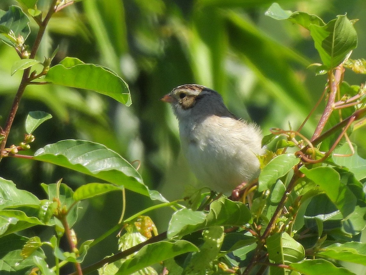 Clay-colored Sparrow - ML620229246