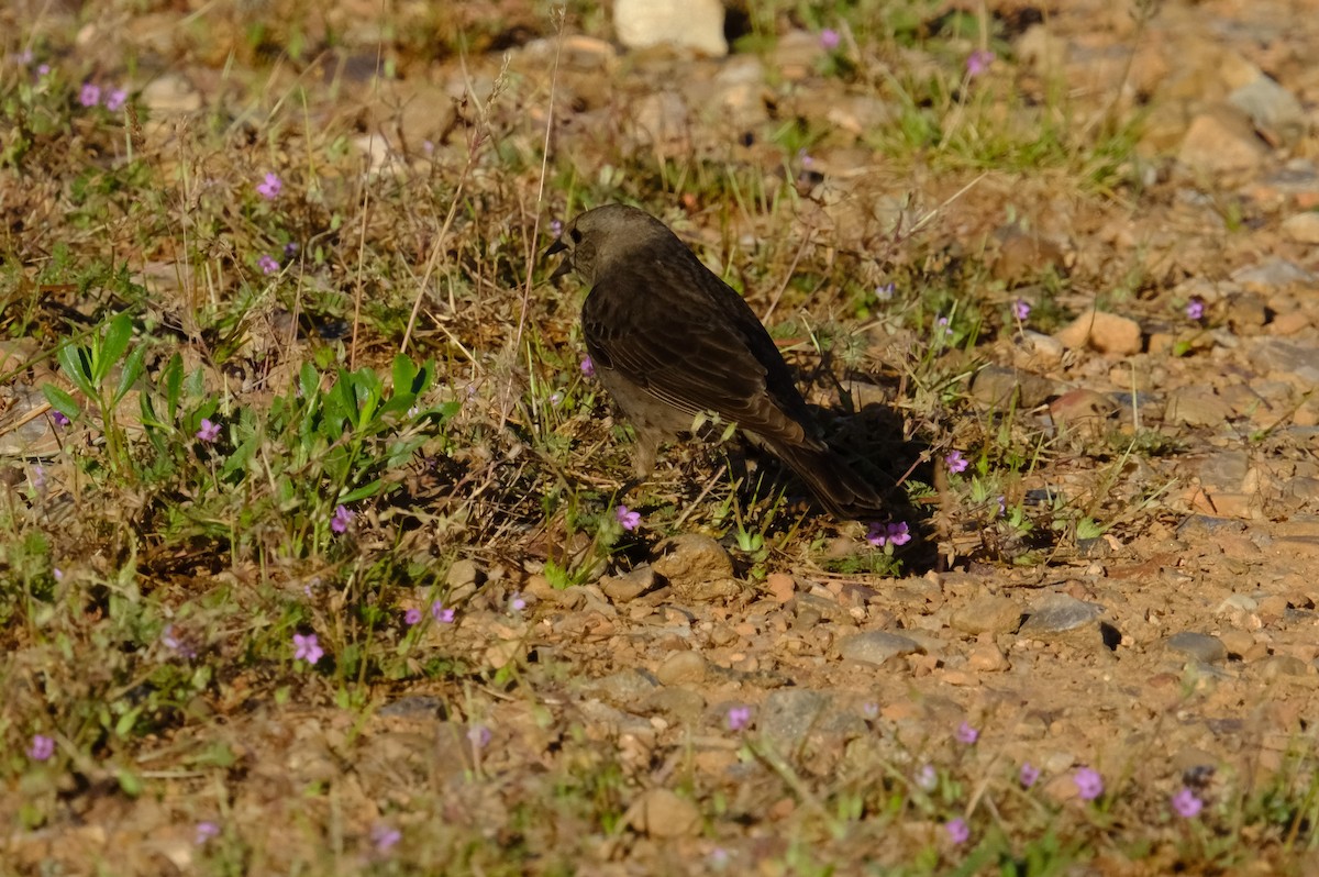 Brown-headed Cowbird - Klaus Bielefeldt